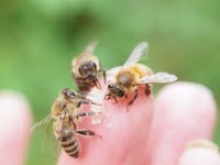 A honeybee resting safely in a person's hand