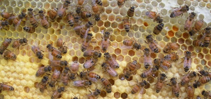Honeybees tending brood inside a hive
